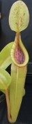 Nepenthes truncata x inermis